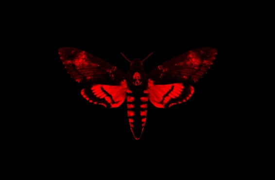 Lil Wayne – I Am Not A Human Being II (Portada y Tracklist)