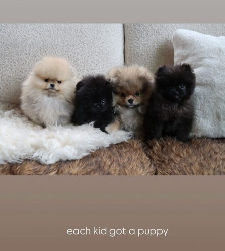 "Un cachorro para cada niño"